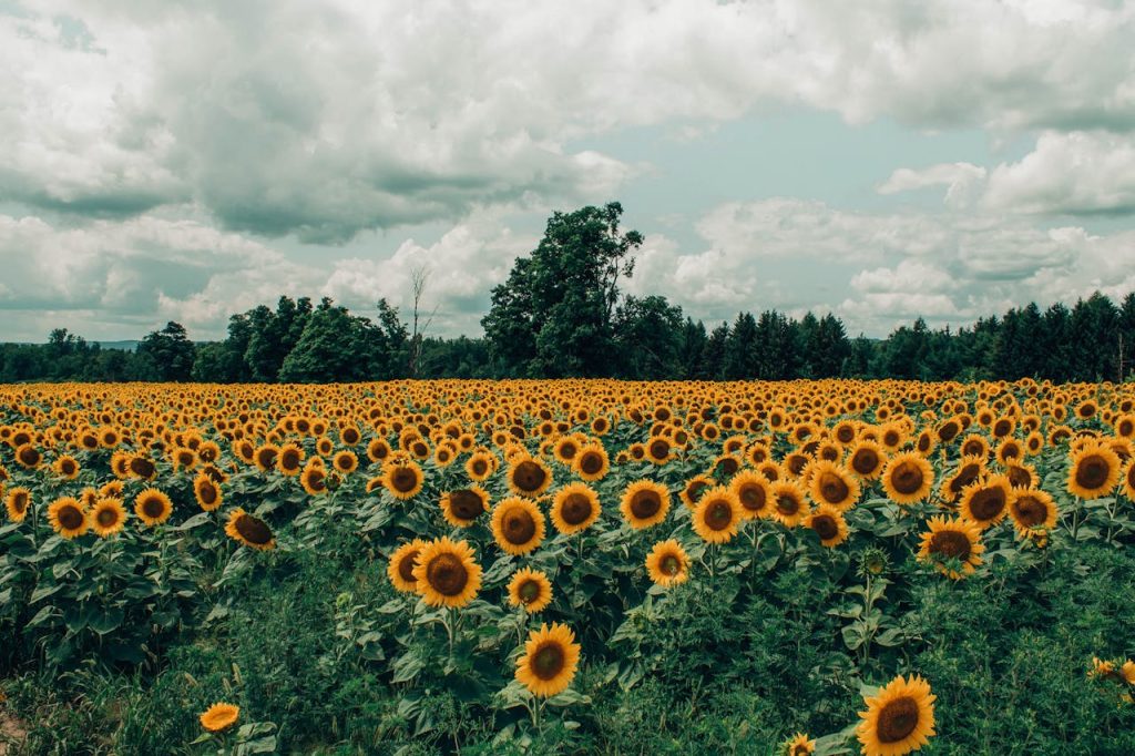 bed-of-sunflower-1287124 Expansive field of vibrant sunflowers under a dramatic cloudy sky.